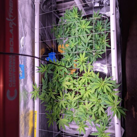 Girl Scout Cookies growlog timeline photo
