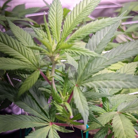 Girl Scout Cookies growlog timeline photo