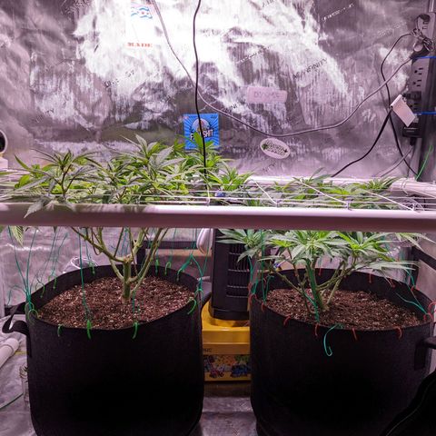 Girl Scout Cookies growlog timeline photo