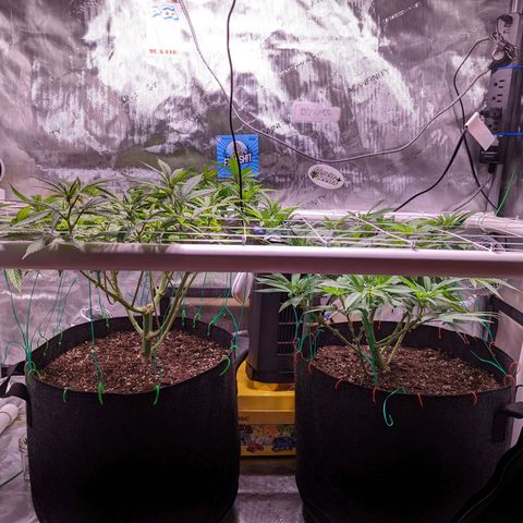 Girl Scout Cookies growlog timeline photo