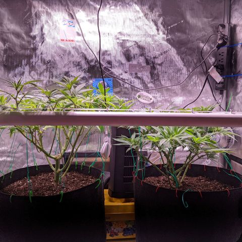 Girl Scout Cookies growlog timeline photo