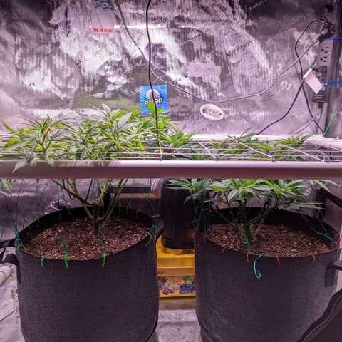 Girl Scout Cookies growlog timeline photo