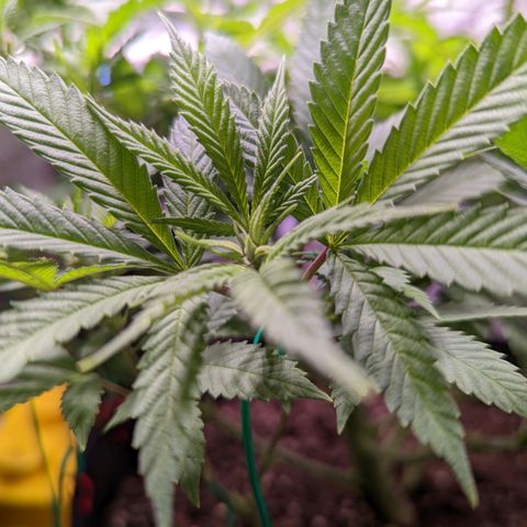 Girl Scout Cookies growlog timeline photo