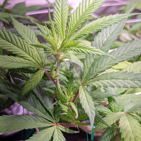 Girl Scout Cookies growlog timeline photo