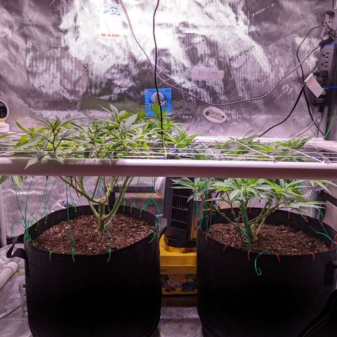Girl Scout Cookies growlog timeline photo