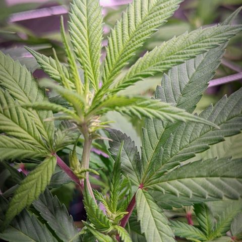 Girl Scout Cookies growlog timeline photo
