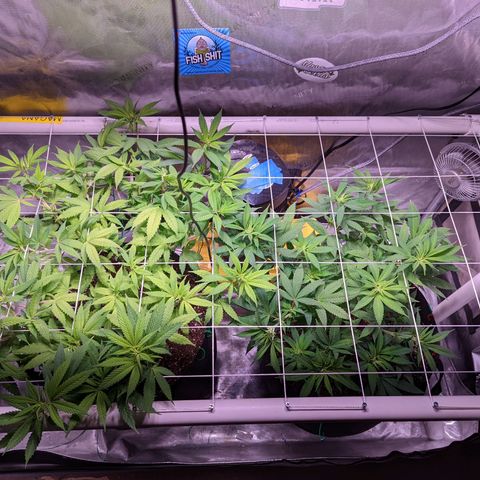 Girl Scout Cookies growlog timeline photo