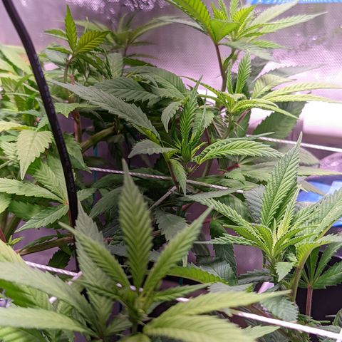 Girl Scout Cookies growlog timeline photo