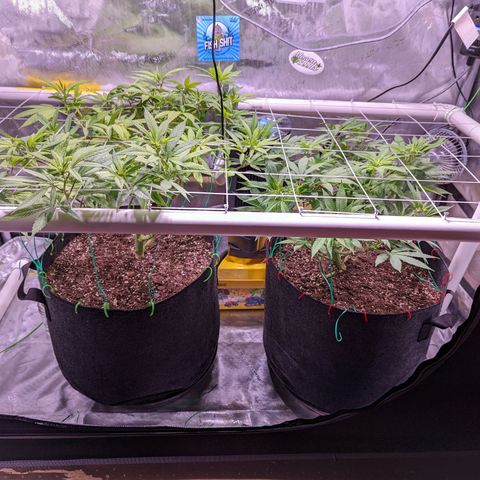 Girl Scout Cookies growlog timeline photo
