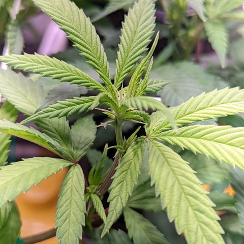 Girl Scout Cookies growlog timeline photo