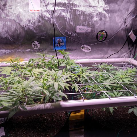 Girl Scout Cookies growlog timeline photo