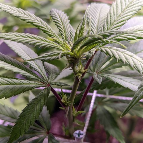 Girl Scout Cookies growlog timeline photo