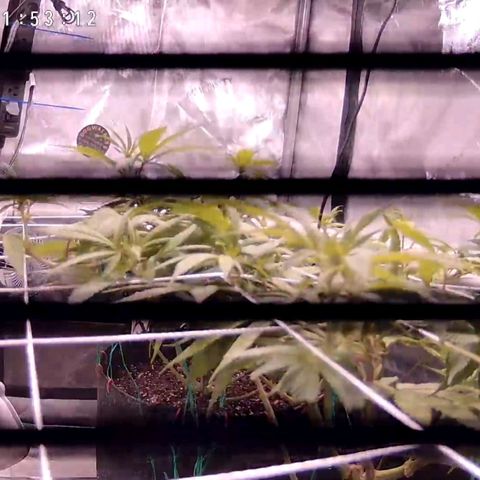 Girl Scout Cookies growlog timeline photo