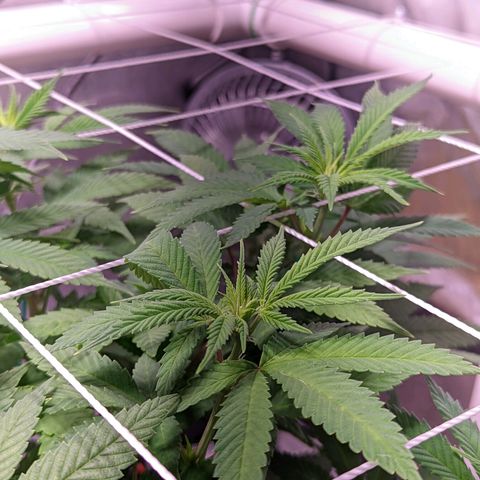 Girl Scout Cookies growlog timeline photo