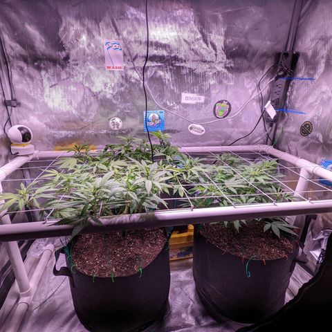 Girl Scout Cookies growlog timeline photo
