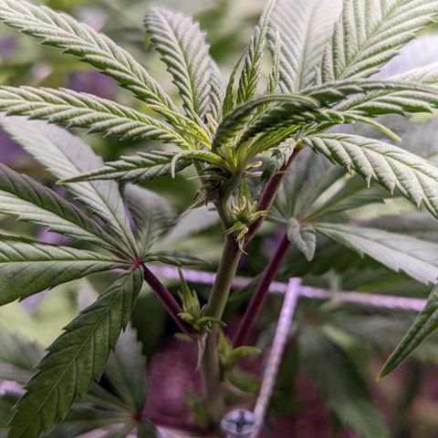 Girl Scout Cookies growlog timeline photo