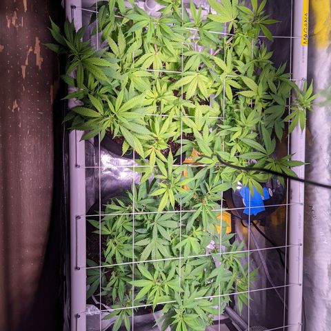Girl Scout Cookies growlog timeline photo