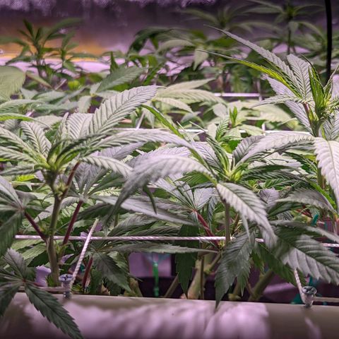 Girl Scout Cookies growlog timeline photo