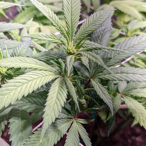 Girl Scout Cookies growlog timeline photo