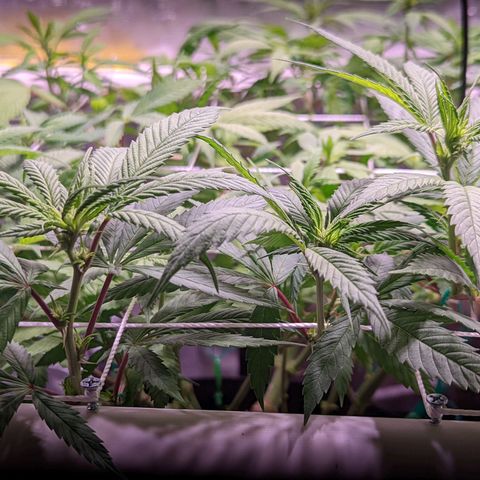 Girl Scout Cookies growlog timeline photo