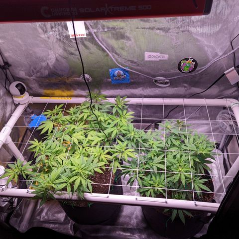 Girl Scout Cookies growlog timeline photo