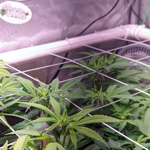 Girl Scout Cookies growlog timeline photo