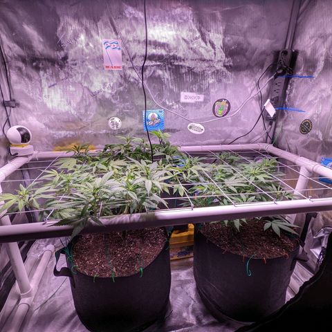 Girl Scout Cookies growlog timeline photo