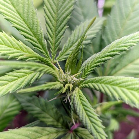 Girl Scout Cookies growlog timeline photo