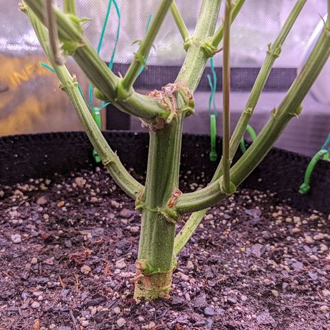 Girl Scout Cookies growlog timeline photo