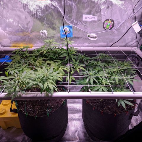 Girl Scout Cookies growlog timeline photo