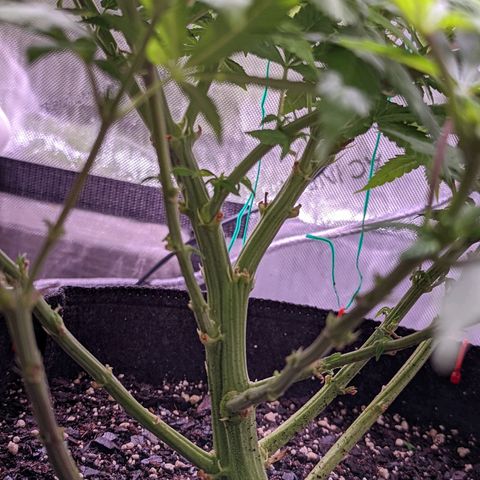 Girl Scout Cookies growlog timeline photo