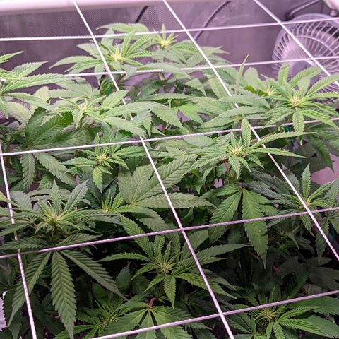 Girl Scout Cookies growlog timeline photo