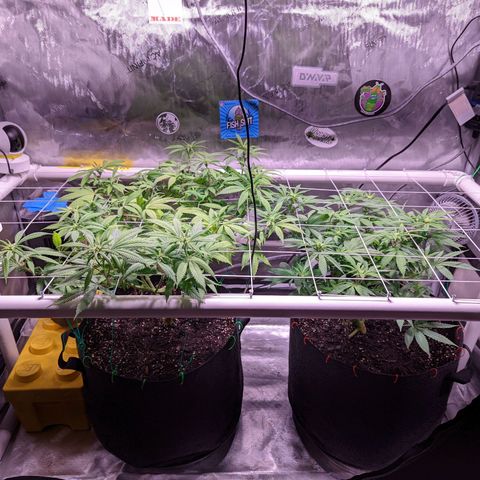 Girl Scout Cookies growlog timeline photo