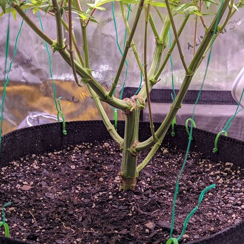 Girl Scout Cookies growlog timeline photo