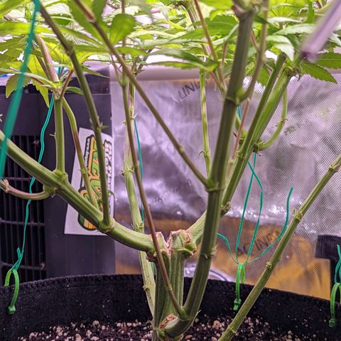 Girl Scout Cookies growlog timeline photo