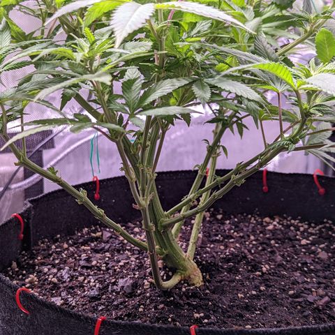 Girl Scout Cookies growlog timeline photo