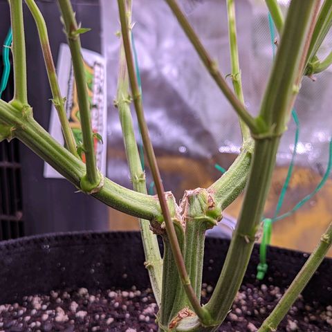 Girl Scout Cookies growlog timeline photo