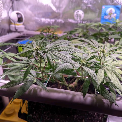 Girl Scout Cookies growlog timeline photo