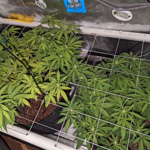Girl Scout Cookies growlog timeline photo
