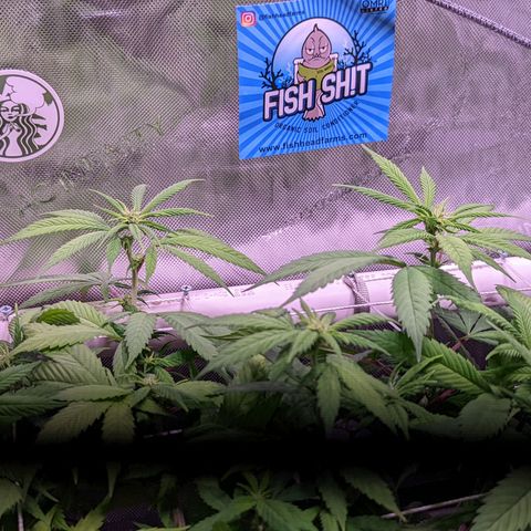 Girl Scout Cookies growlog timeline photo