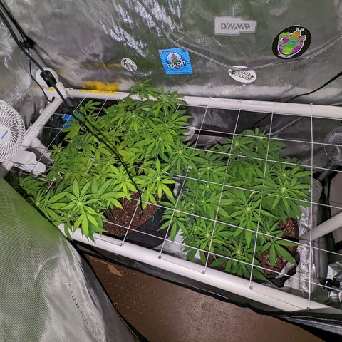 Girl Scout Cookies growlog timeline photo
