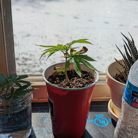 Girl Scout Cookies growlog timeline photo