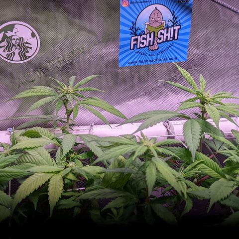 Girl Scout Cookies growlog timeline photo