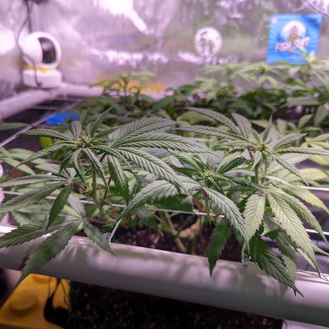 Girl Scout Cookies growlog timeline photo