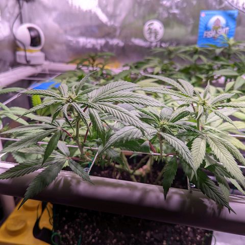 Girl Scout Cookies growlog timeline photo