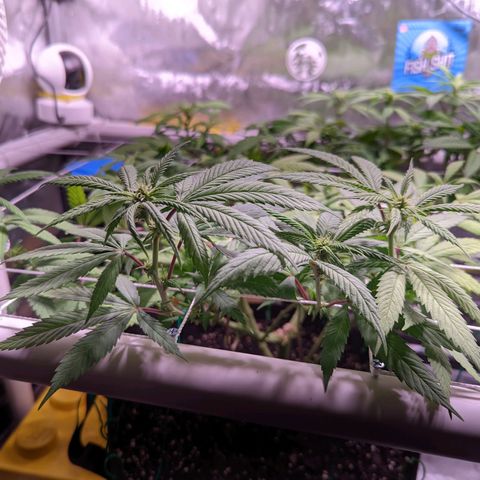Girl Scout Cookies growlog timeline photo