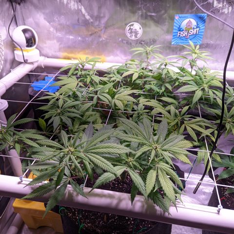 Girl Scout Cookies growlog timeline photo