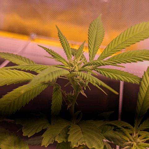 Girl Scout Cookies growlog timeline photo