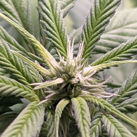 Girl Scout Cookies growlog timeline photo