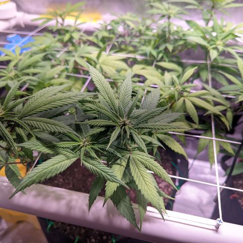 Girl Scout Cookies growlog timeline photo